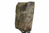 Fossil Sauropod Limb Bone Section with Metal Stand - Colorado #354329-1